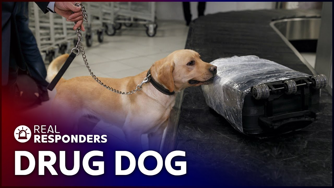 Drug Dog Sniffs Out Suspected Smugglers | Customs | Real Responders