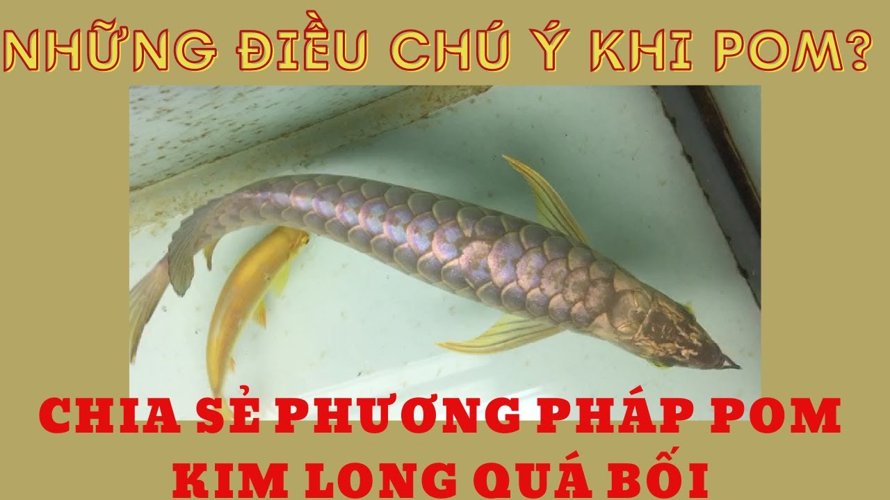 NUÔI CÁ RỒNG: CHIA SẺ PHƯƠNG PHÁP POM DÀNH CHO CÁ RỒNG KIM LONG QUÁ BỐI