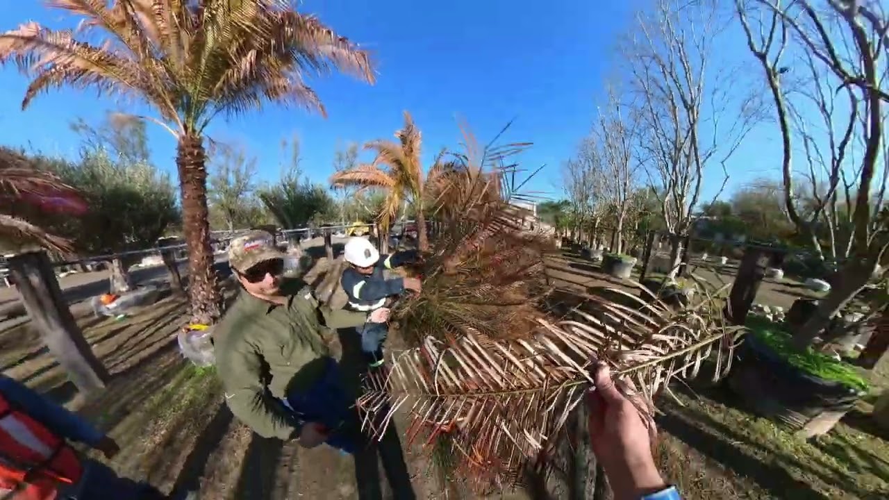 Poda de Saneamiento en hojas de Palmas Da&ntilde;adas por heladas