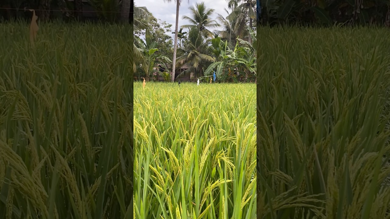 Lihat malainya Sterling B-88 Gold#hibrida #farming #sawah #pertanian