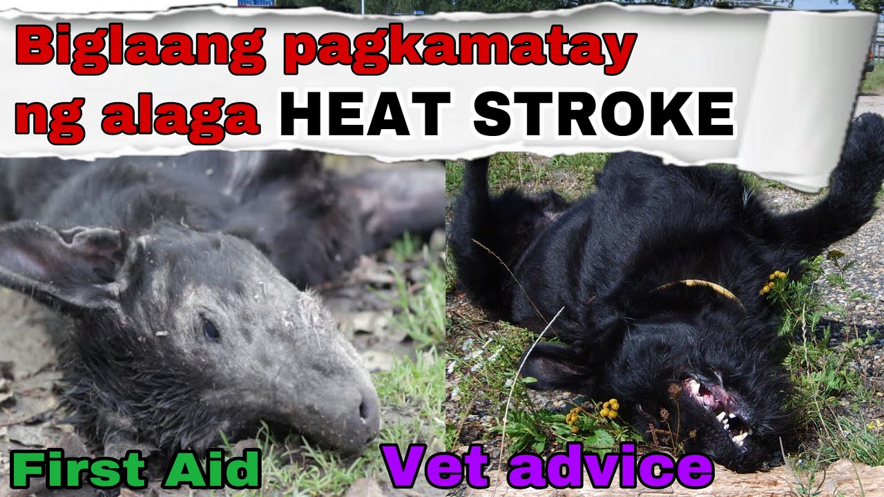 HEATSTROKE IN DOGS || FIRST AID || PHILIPPINES