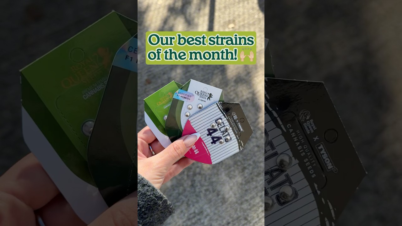 Royal Queen Seeds' Best Strains of The Month [November 2024] 🌱