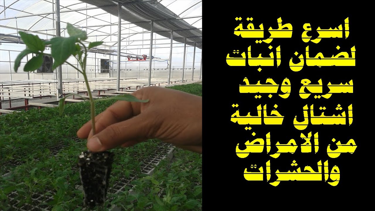 زراعة بذور الفلفل في المشتل بطريقة صحيحة