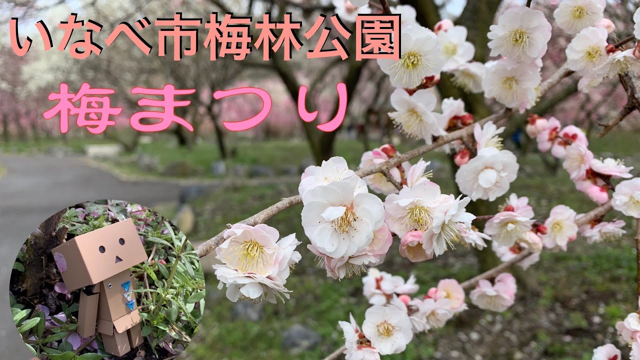 【Motovlog】#90 東海地区最大の梅苑！いなべ市梅林公園 HONDA VTR-F 250cc SONY HDR-AS300