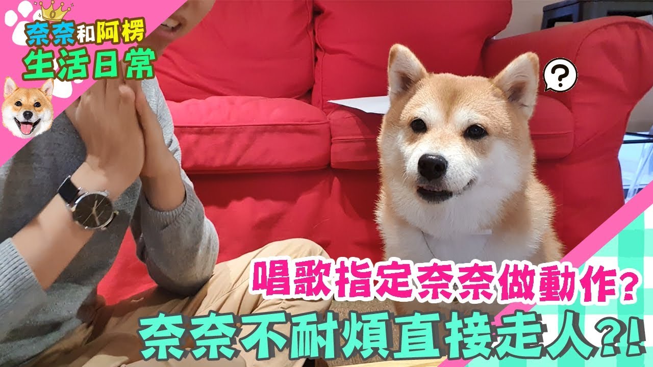 唱歌指定奈奈做動作?奈奈不耐煩直接走人?!【柴犬奈奈日常】