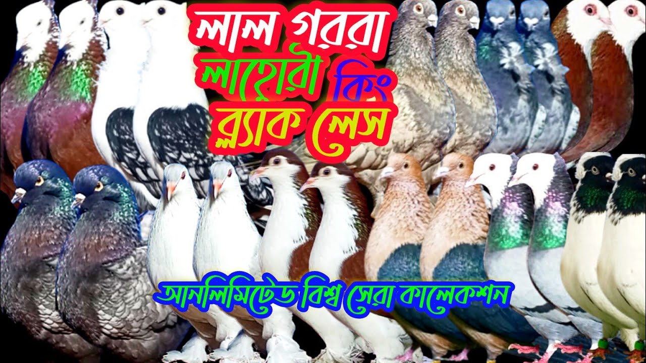 আনলিমিটেড কবুতর কালেকশন লাল গররা ব্ল্যাকলেস সাটিন লাহোরীসহ বিভিন্ন প্রজাতির কবুতর বিক্রি #bdpets
