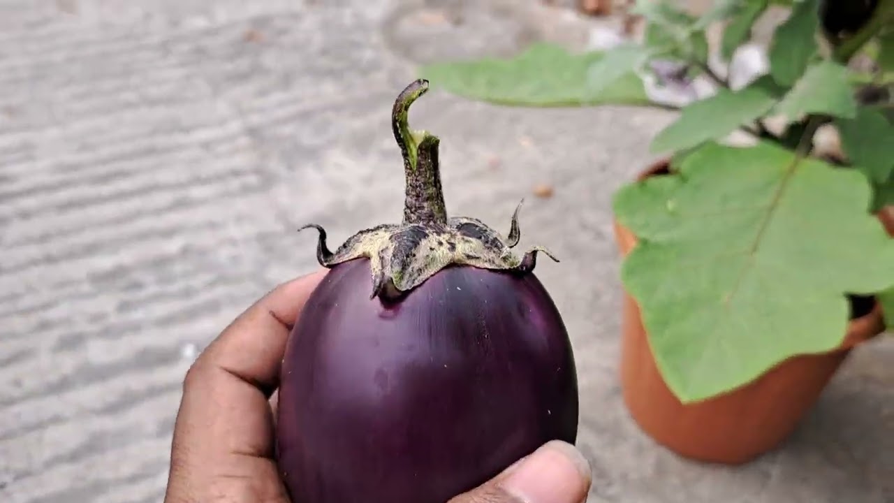 মাটি ছাড়া বেড়ে ওঠা বেগুন গাছের ফসল তোলা হলো। Harvest brinjal from soilless plant #rooftopgarden 