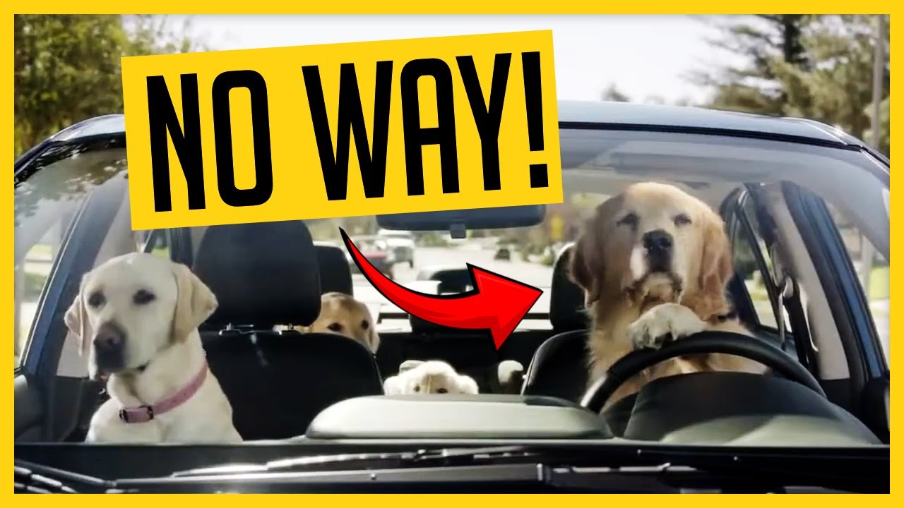 13 Too Cute! Subaru Dog Commercials