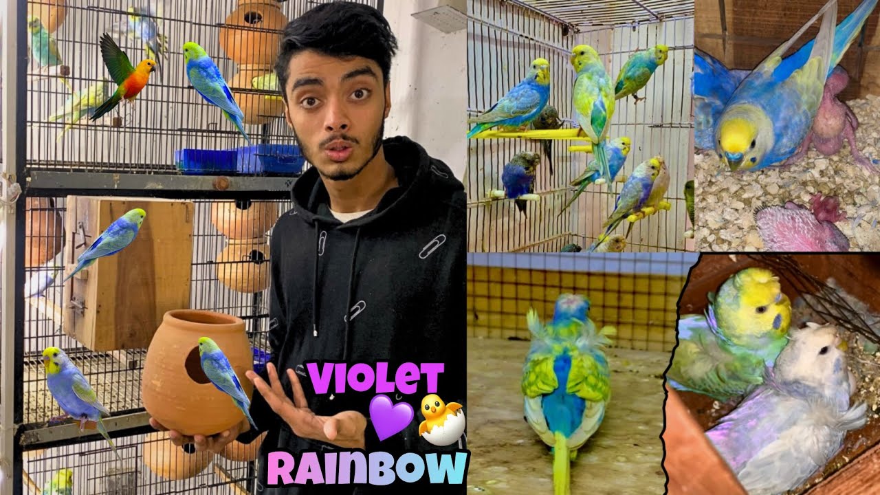 Rainbow hogo k itny sary bachy nikl aye😍🌈🌸|Budgies breeding progress 