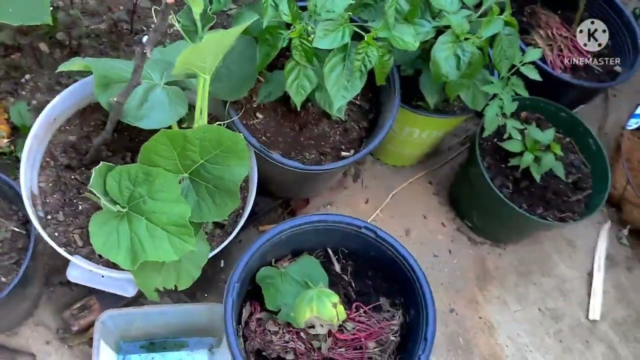Tips for Bangladesh garden