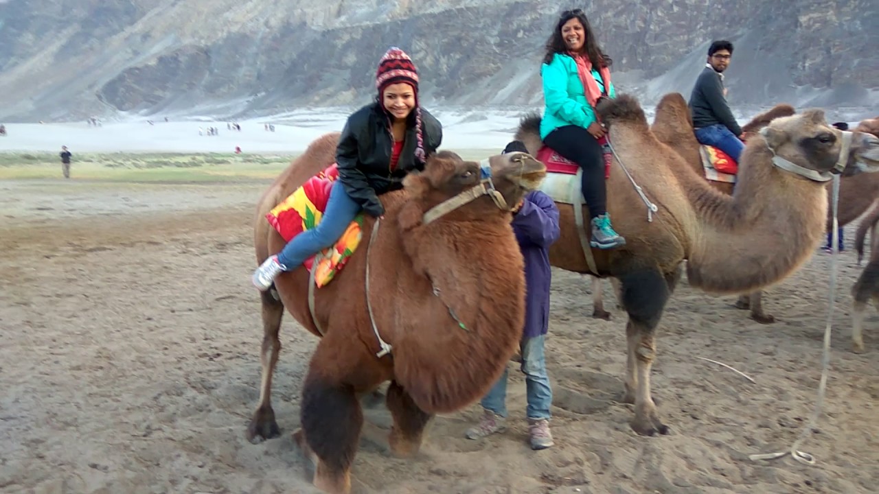 Double Humped Camel Ride (Preparation before the safari)