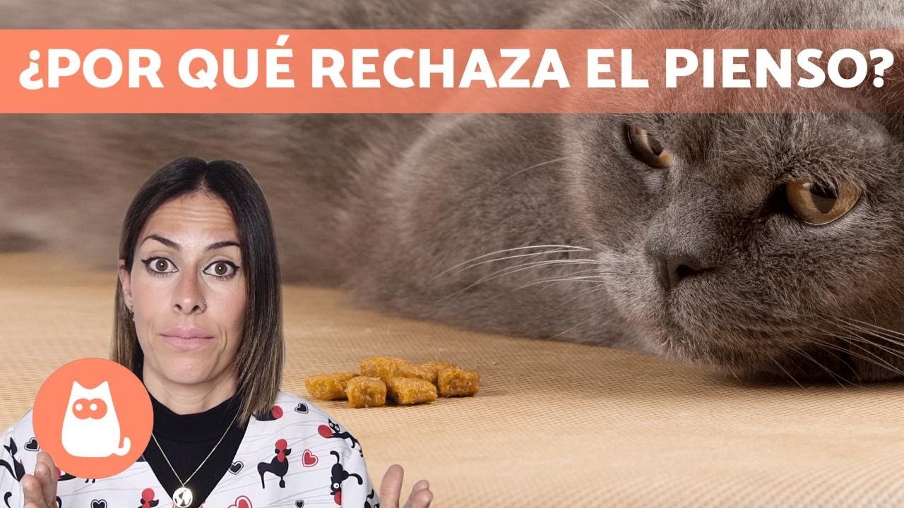 Mi GATO no quiere COMER PIENSO 🐱 (Causas y Qu&eacute; hacer)