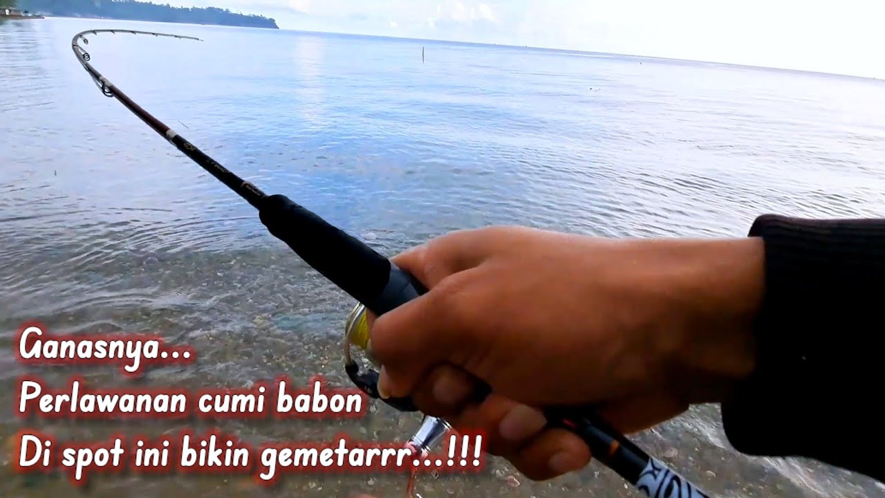 Bikin merinding..!! Tarikan ganas cumi babon di spot ini || Mancing cumi dasran di pantai sore hari