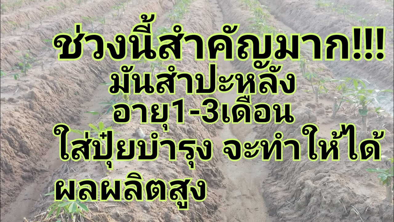 อายุมัน1-3เดือนต้องใส่ปุ๋ยบำรุง ตามขั้นตอน สำคัญมาก!!!จะทำให้ได้ผลผลิตสูง#มันสำปะหลัง
