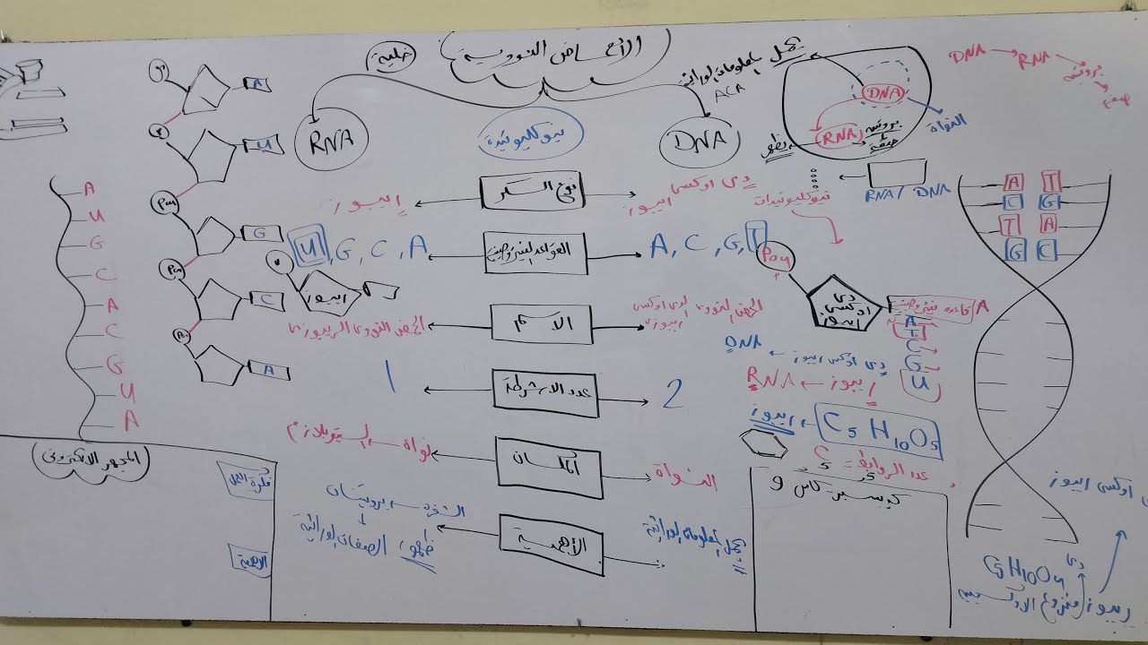 الأحماض النووية (علوم متكاملة ١ث)