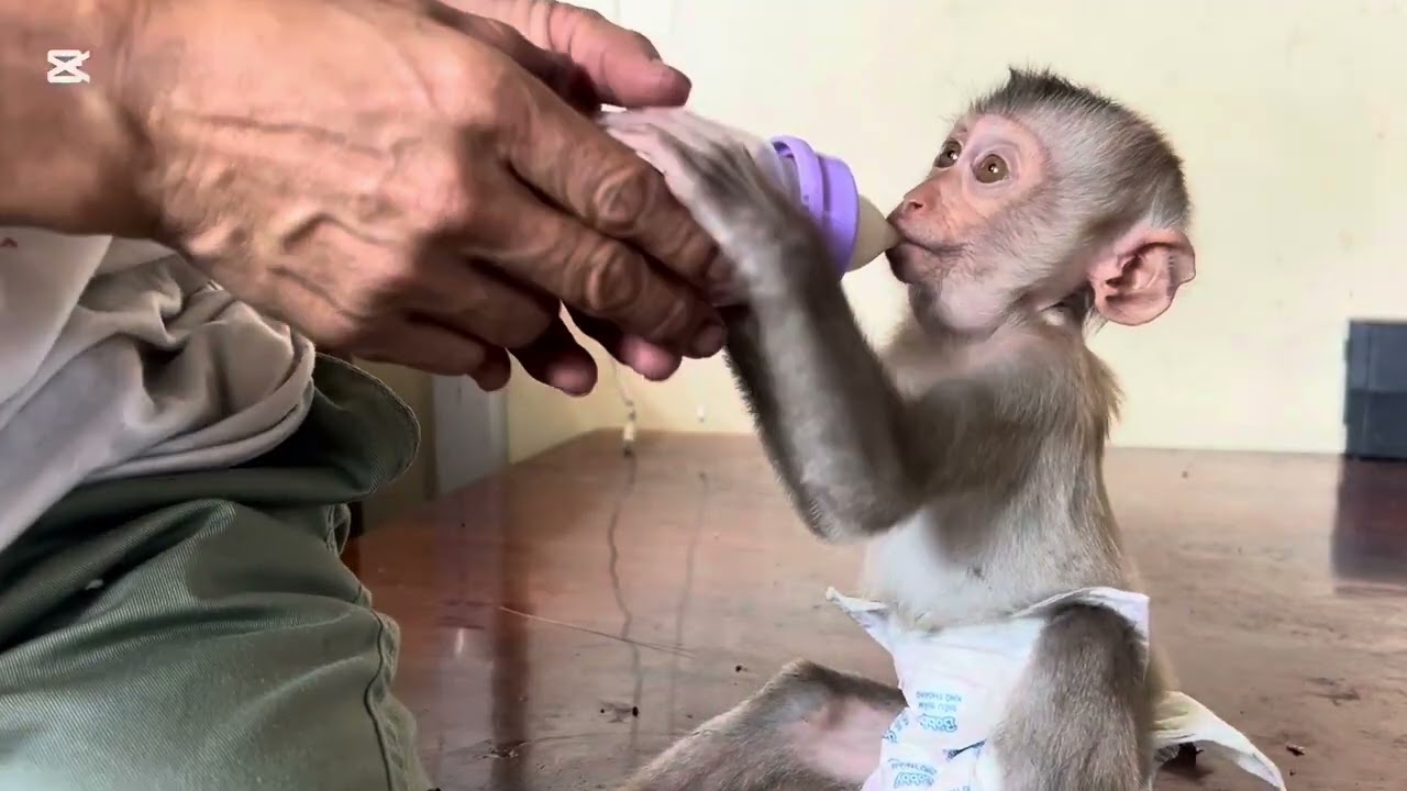 Mary eat Khmer traditional snack #animals #mary #monkey #asmr