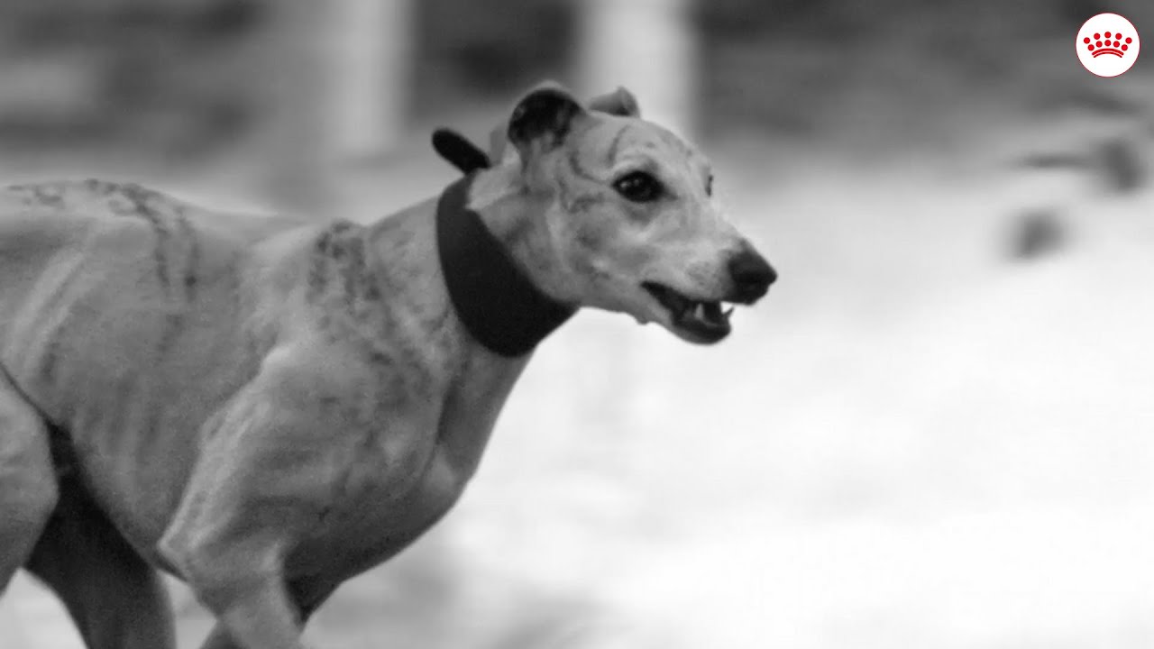 Incredibly Unique: Whippet Irkı K&ouml;pekler Profesyonel Bir Sporcudan Daha Hızlı Koşabilir