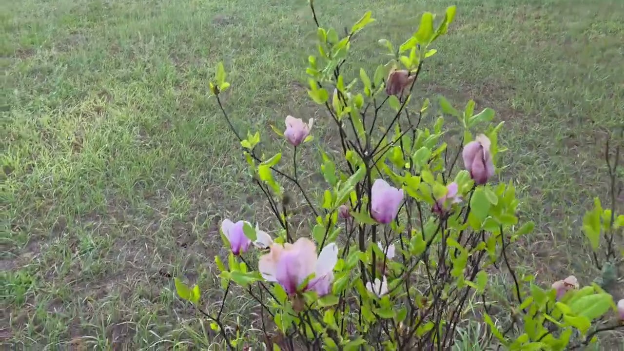 A morning walk through the eyes of a wobbly cat