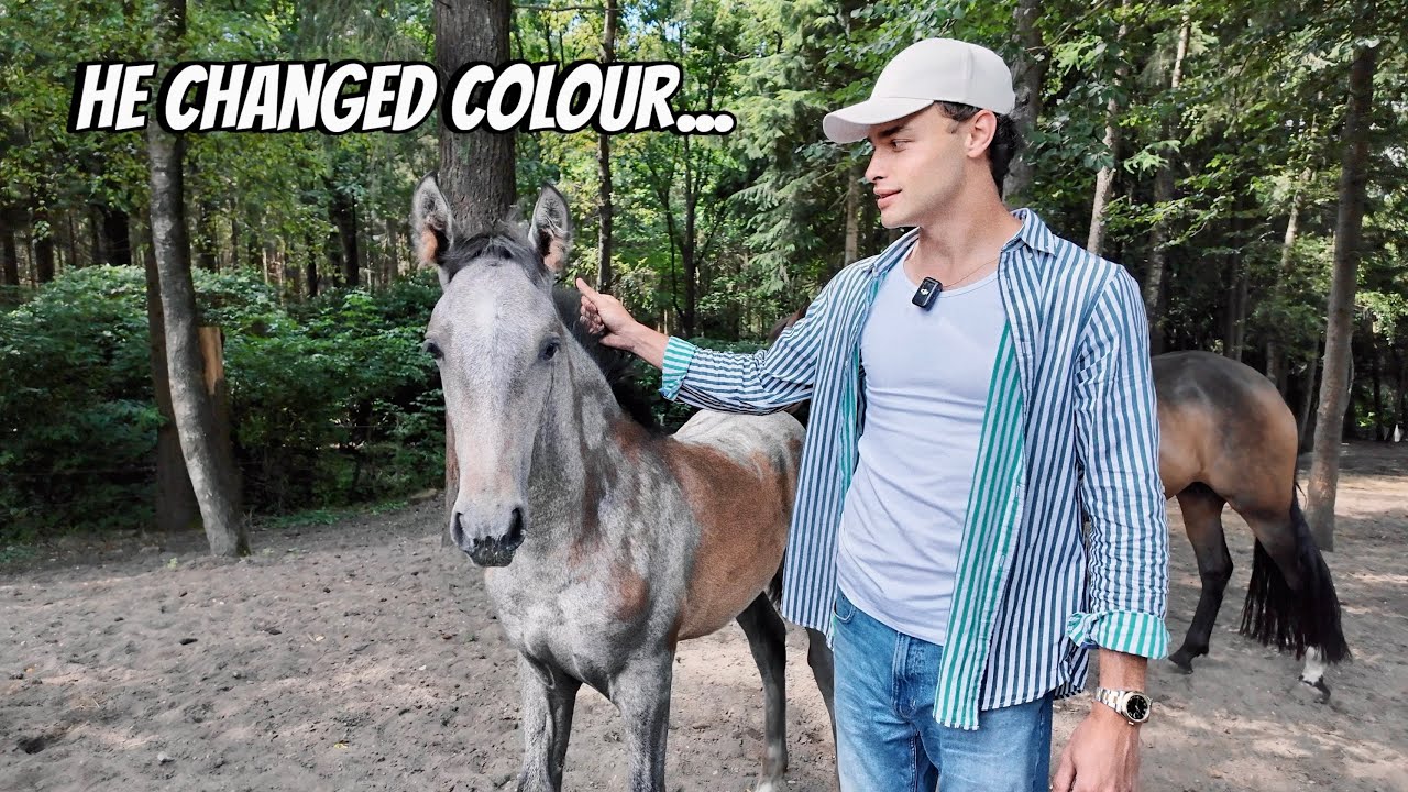 THE FOAL I BRED FROM MY STALLION HAS COMPLETELY TRANSFORMED