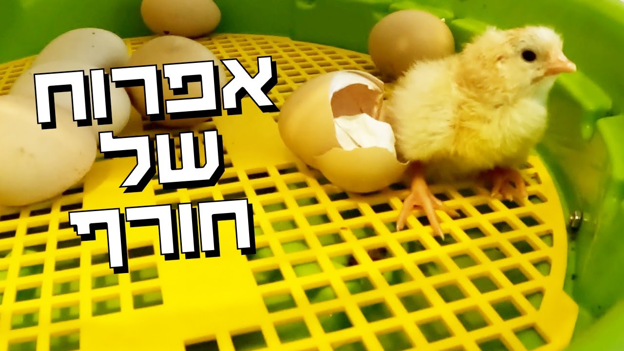 מבקרים את בעלי החיים בזמן הסופה