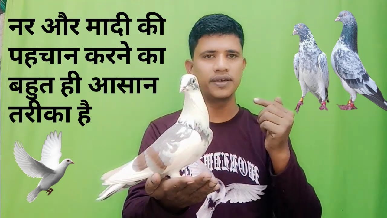 नर और मादा की पहचान कैसे करें | How to identify male and female pigeons?