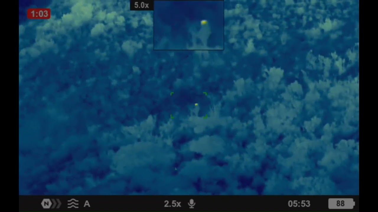 avvistamento cinghiale e inseguimento visivo