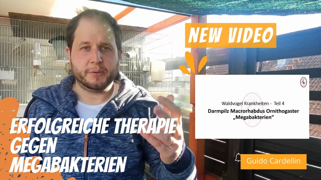 EXKLUSIV!!! Therapie gegen Megabakterien - Macrorhabdiose Waldvogel Krankheiten Teil 4 #31