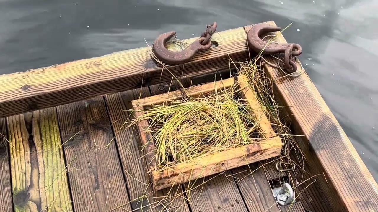 Otter trapping on dock