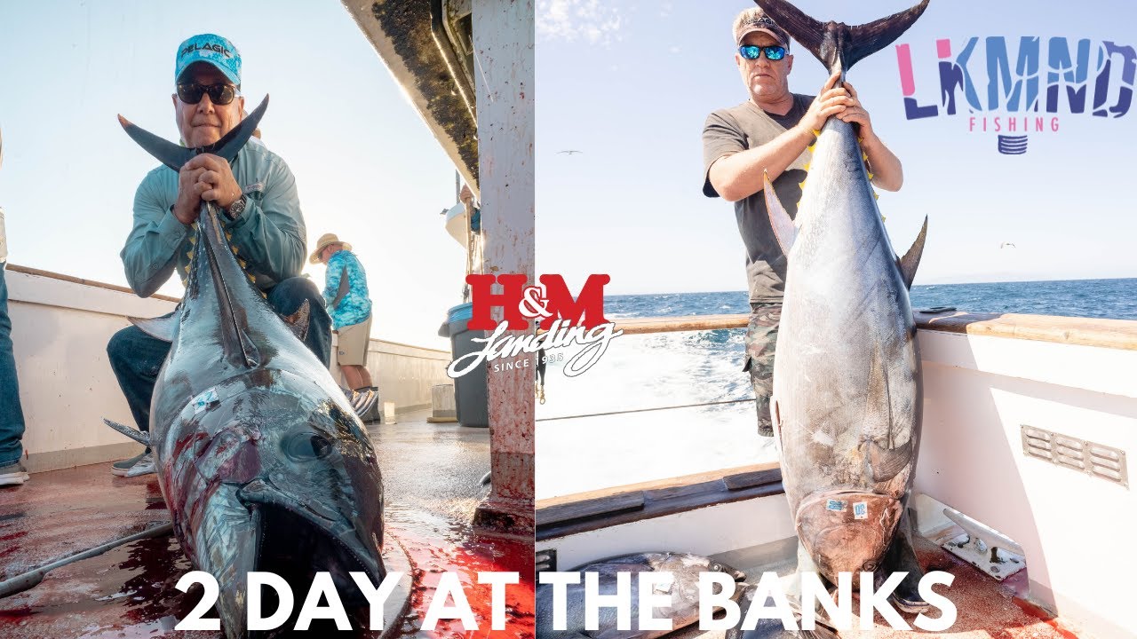 Bluefin limits Fishing Tanner Banks on old glory 2 day trip  out of hm landing San Diego