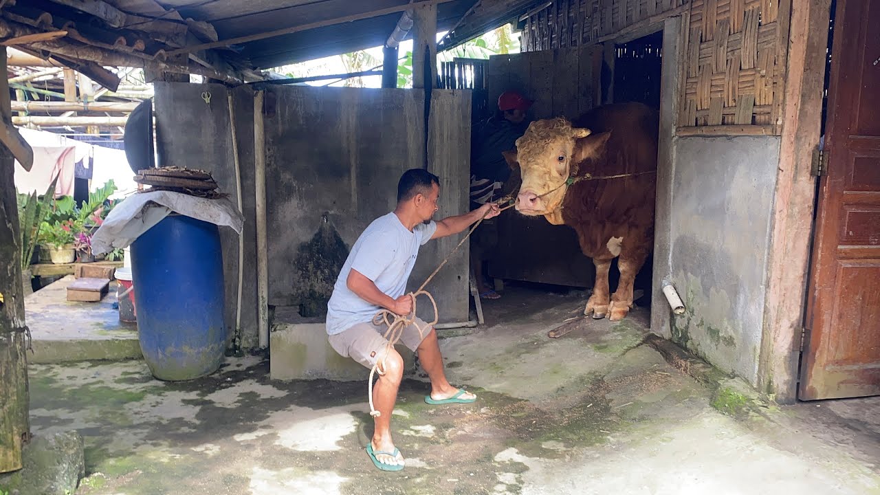 Adu kekuatan ‼️‼️proses penjemputan sapi JUMBO PENUNGGU KANDANG 😳😳