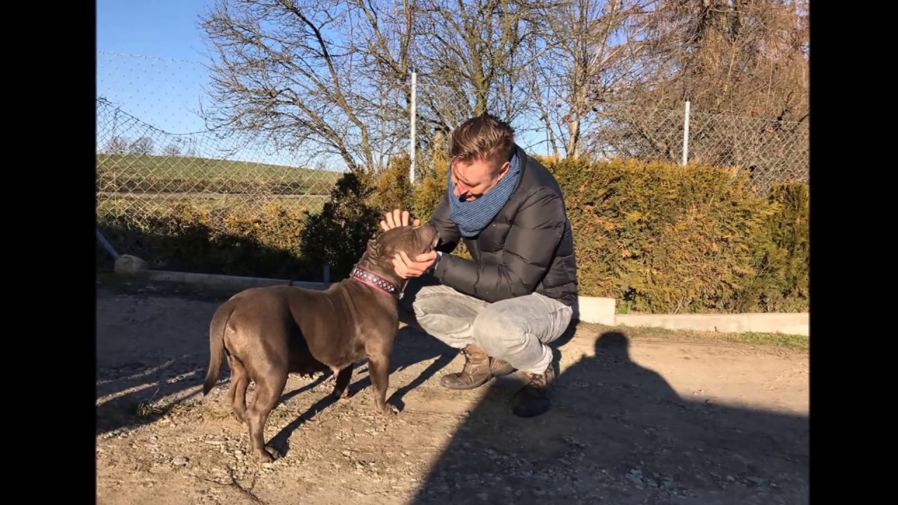 DarligDogs pomaga - Na Pomoc AST