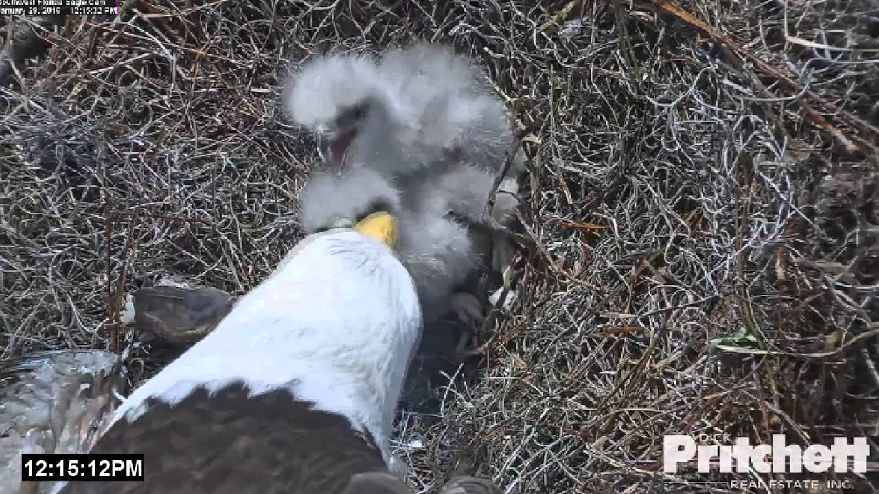 SWFL Eagles ~ Sibling Rivalry ~ 01/29/16