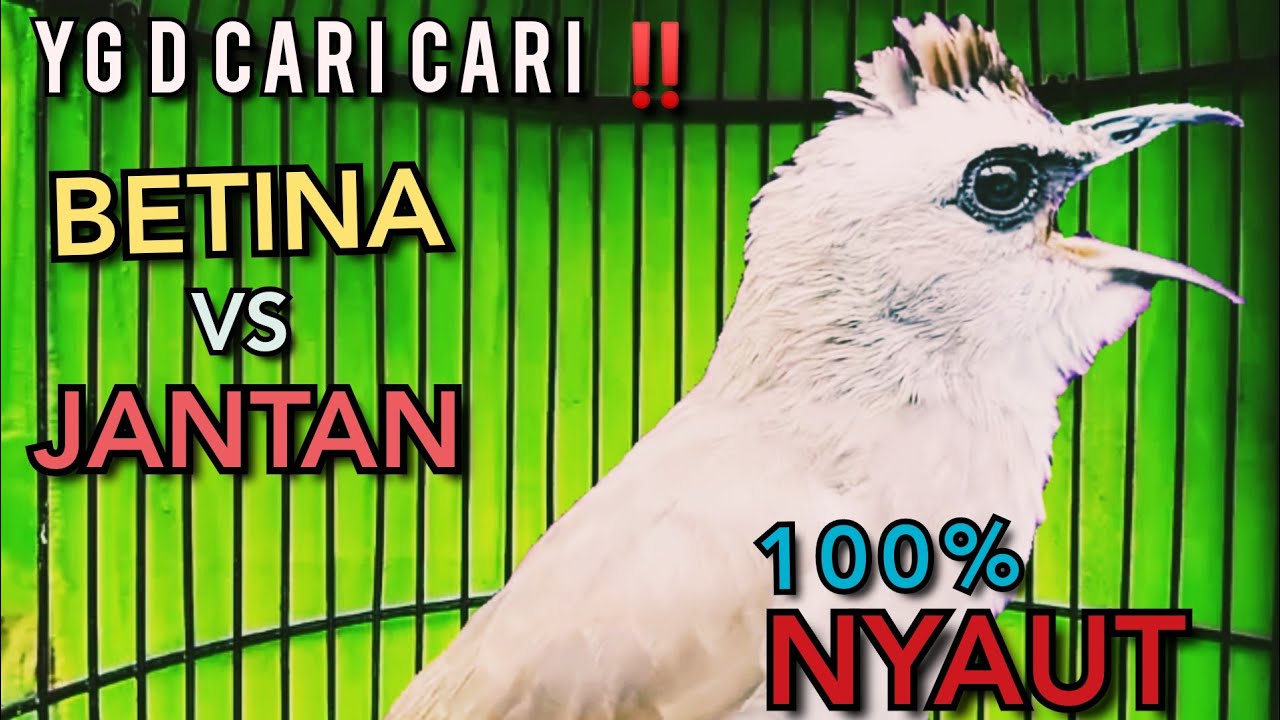 Suara Trucukan YG PALING D SUKAI LAWAN ‼️ SEKALI DENGAR SEMUA TRUCUKAN NYAUT NGROPEL SEKETIKA ‼️