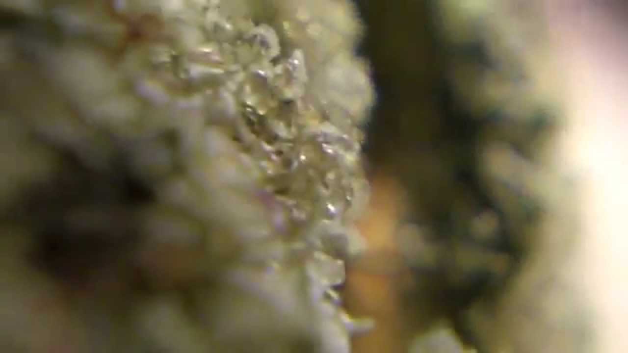 Ep 74 HasH PlaNT Weed strain Review Sensi SEEDS Bud Ganja Upclose 720p HD