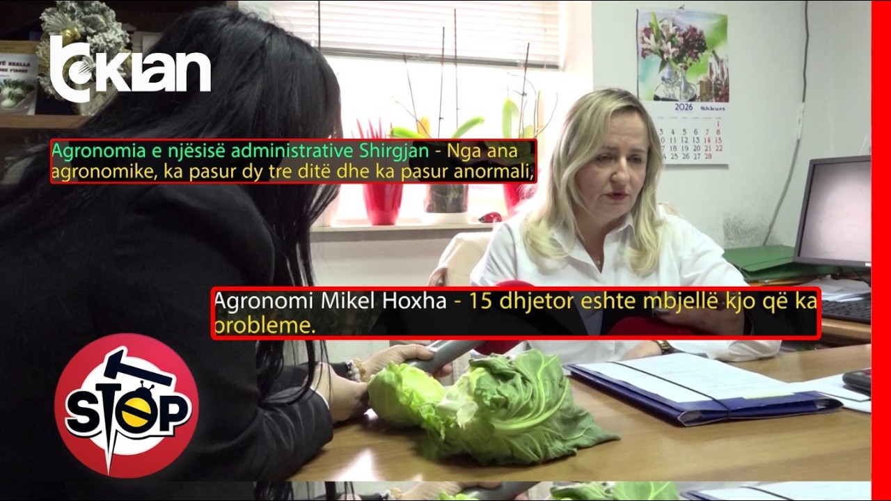 Stop/ Çudia, lakra me dy koka u shkakton 20 mln lekë dëm, faji i farës apo klimës - 13 Mars 2026
