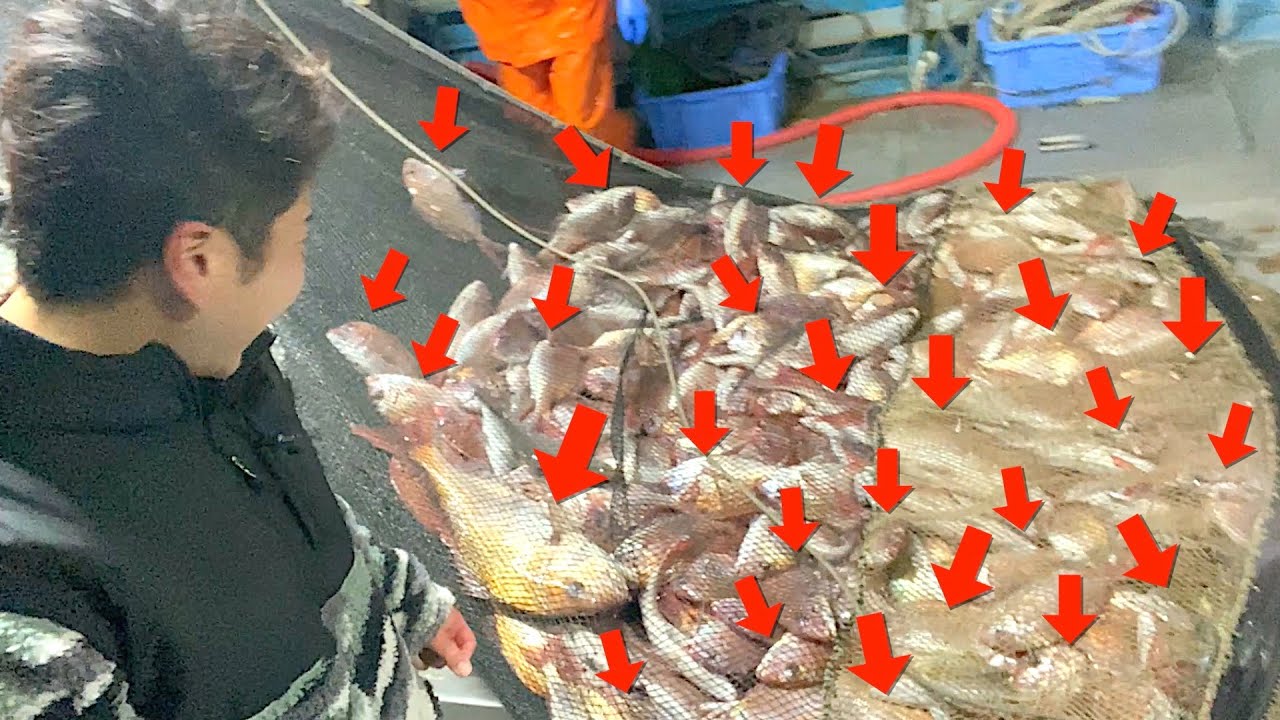 [Высококлассная рыба] Удивительная рыбалка на бесконечного Red sea bream.