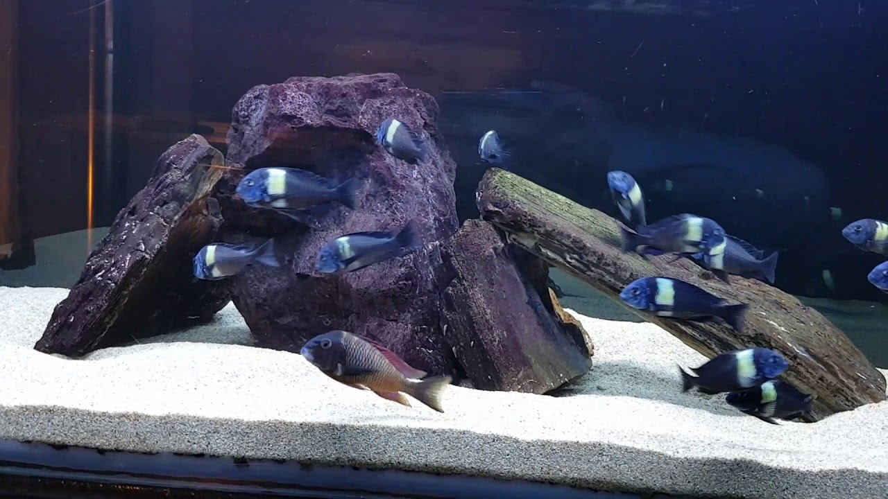 Tropheus Duboisi Maswa / Lake Tanganyika