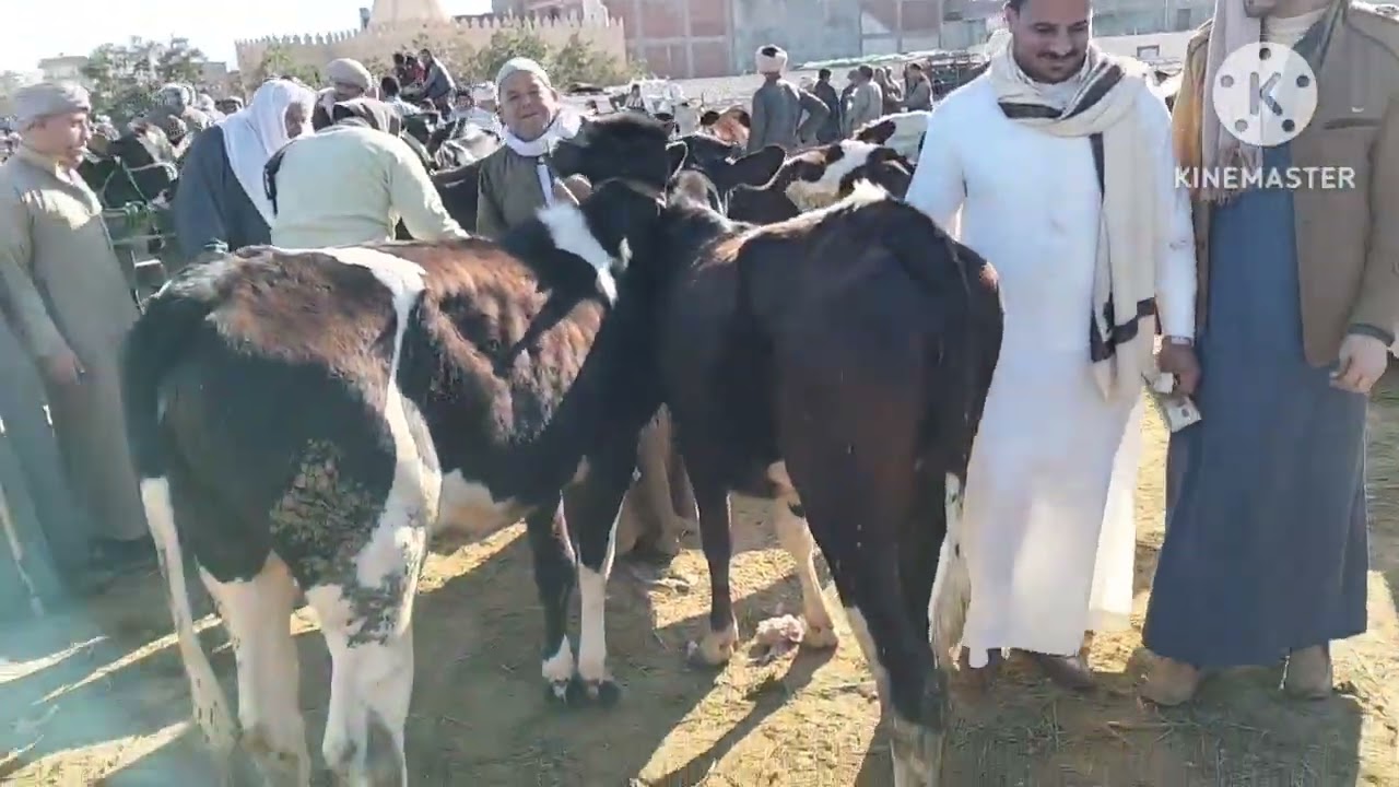 سوق أبو المطامير العمومي الدولي اليوم أسمع الفيديو للنهايه 