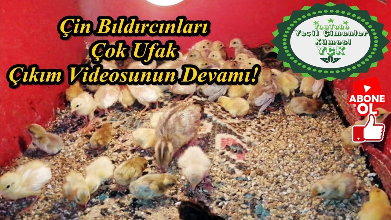 Kuluçka Makinesinde Çin Bıldırcını Çıkımı,\Çıkımın Devamında Kalan Yumurtalara Ne Oldu,!