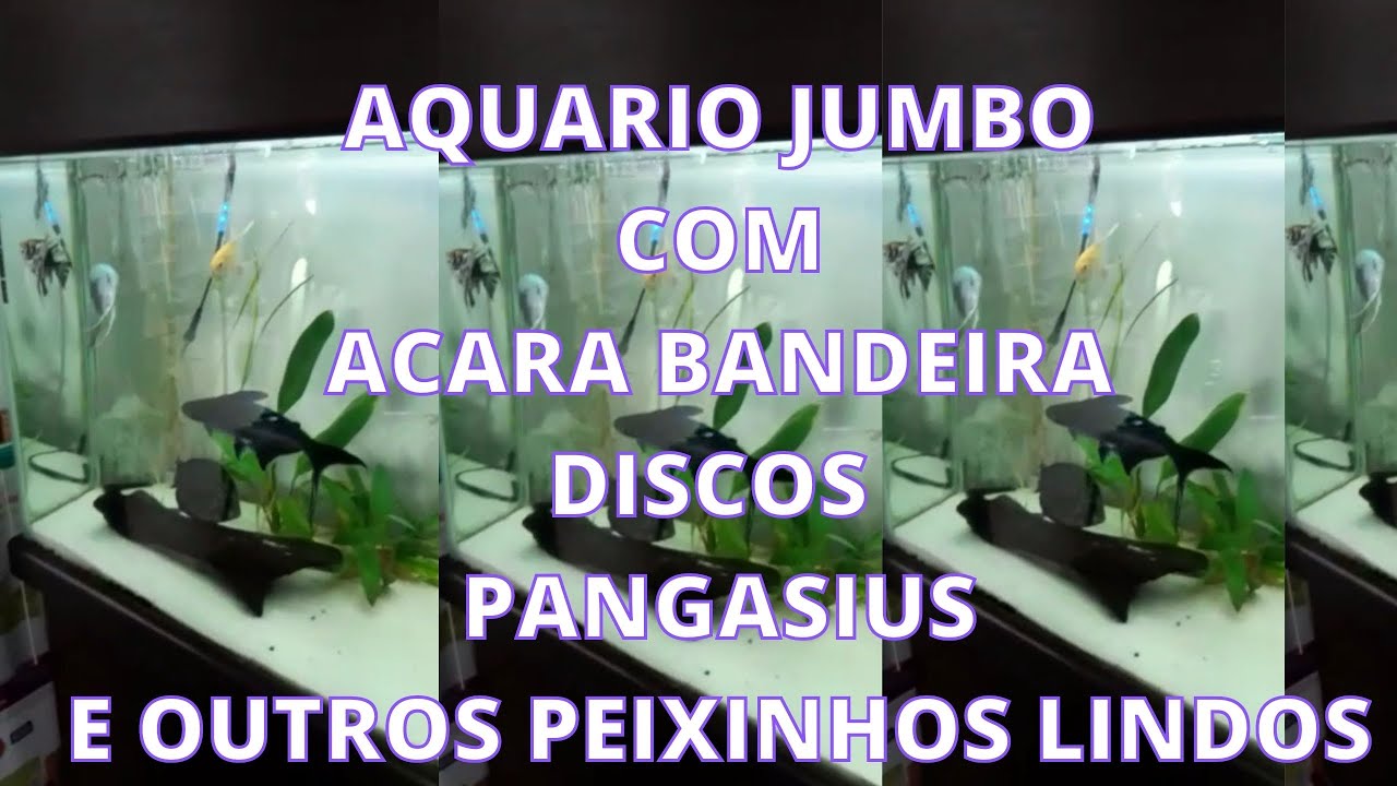 ACARA BANDEIRA E ACARA DISCOS 