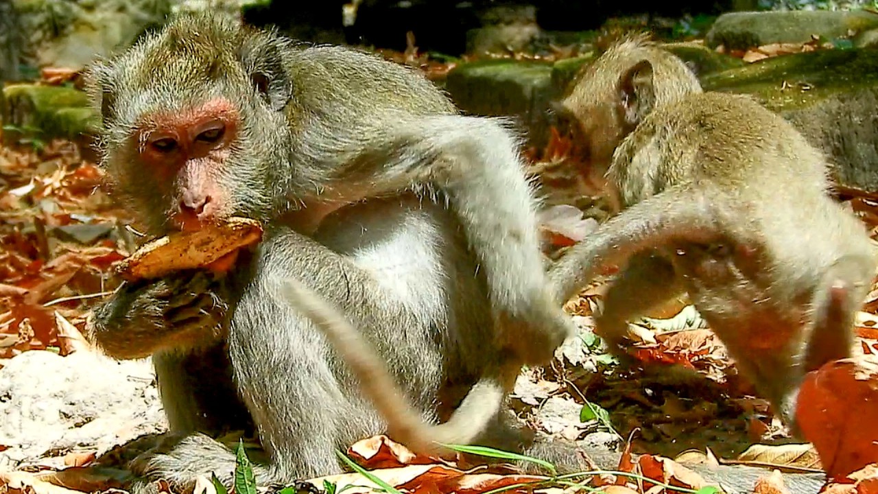 OMG..Old JADE could not patient about JAVOR`s stubborn attitude nonstop wanna milk.