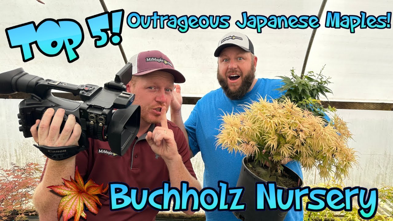 Top 5 Outrageous Japanese Maples at Buchholz Nursery!