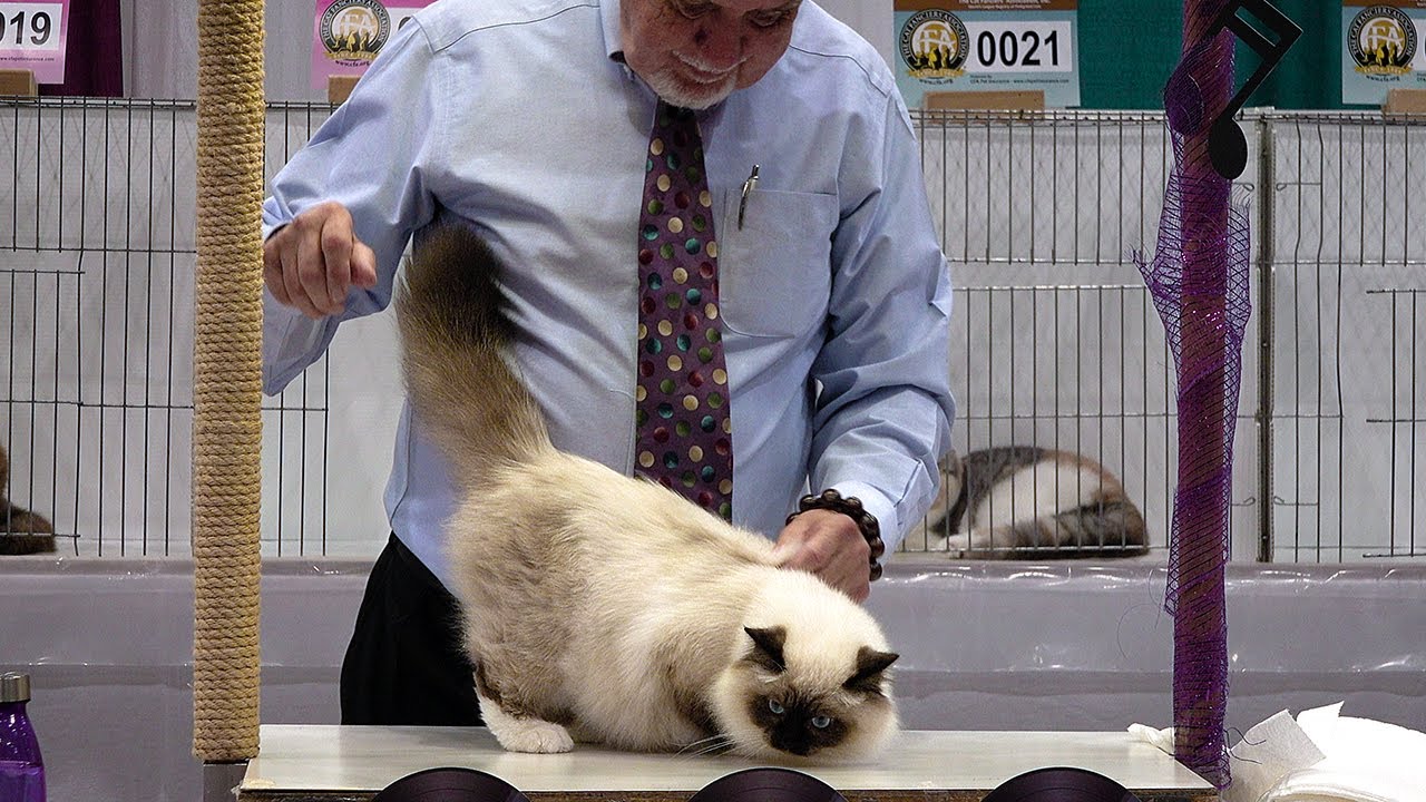CFA International Show 2019 - Longhair Kitten Class Judging - Birmans