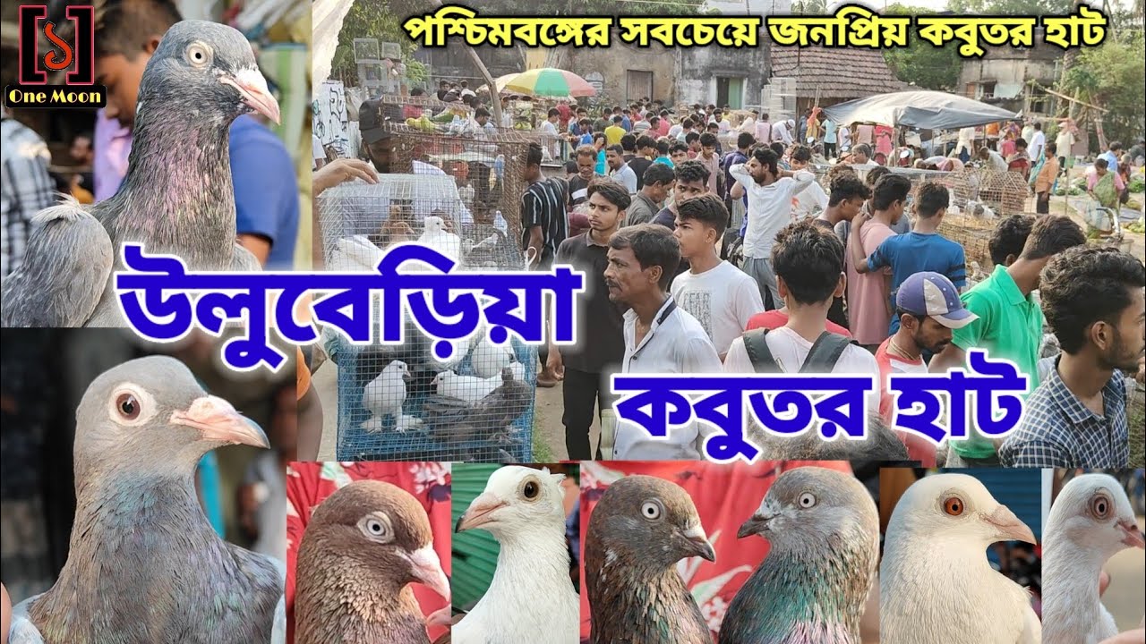 Uluberia Pet Market | Current Exotic Pigeon Price Update at Uluberia 26/04/2025 Visit @One Moon