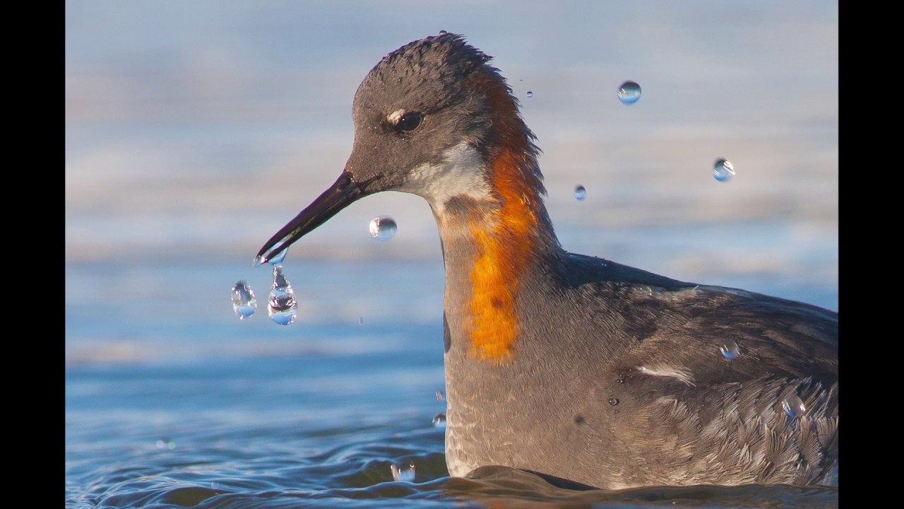 Red-Necked Phalarope | ARCTIC ADVENTURE PHOTO WORKSHOP