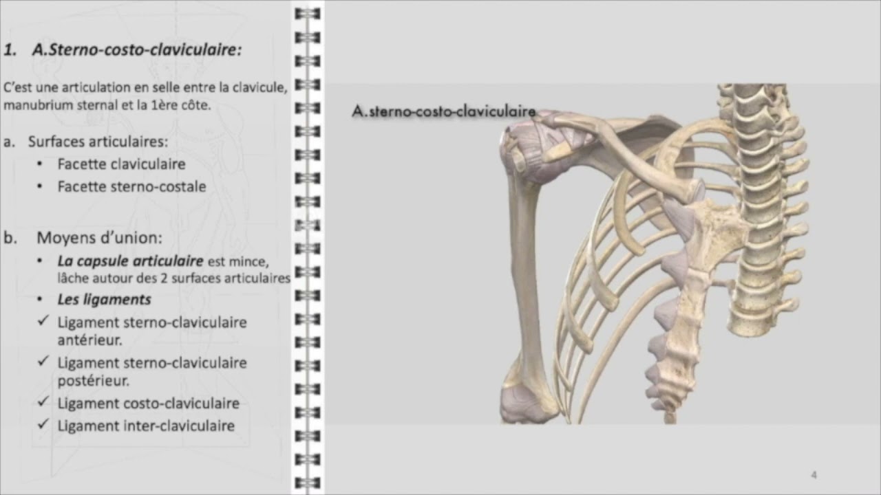 ANATOMIE FMPM ÉPAULE