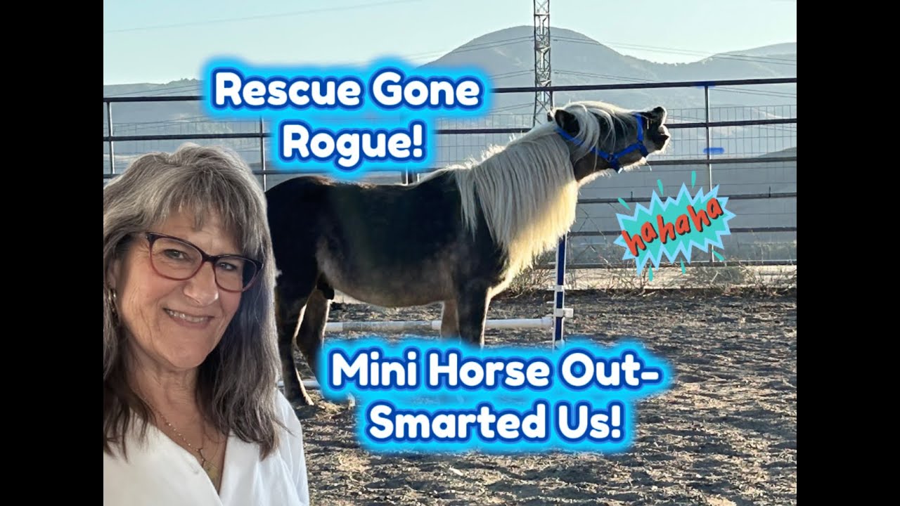 Rescue Horse Quarantine FAIL - Our New Mini Stud Escaped on Day One! 🐴😅