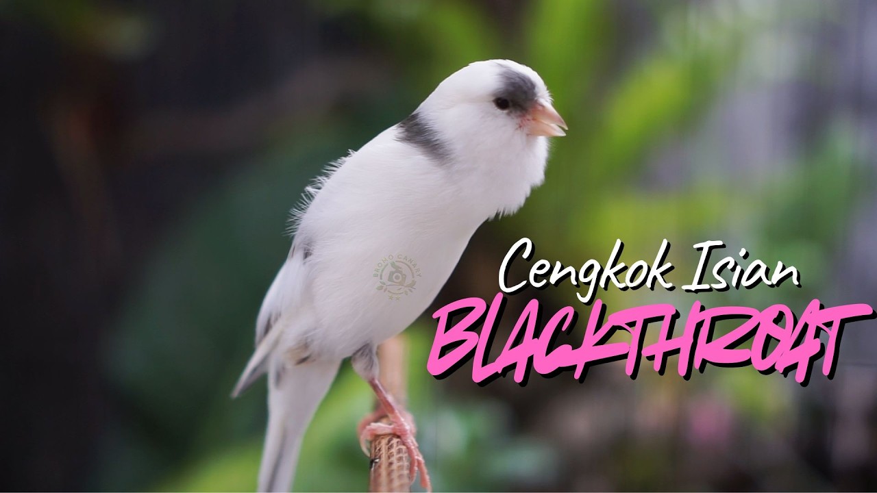 KENARI PANDA GACOR ISIAN MEWAH - MASTERAN KENARI ISIAN BLACKTHROAT GACOR MERDU MUDAH DITIRU