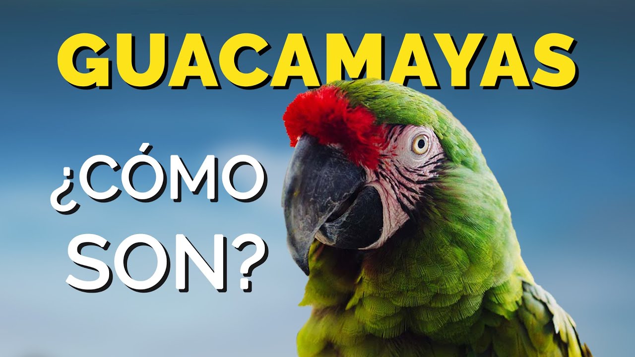 GUACAMAYAS | Qué Comen y Cómo son 🦜🦜