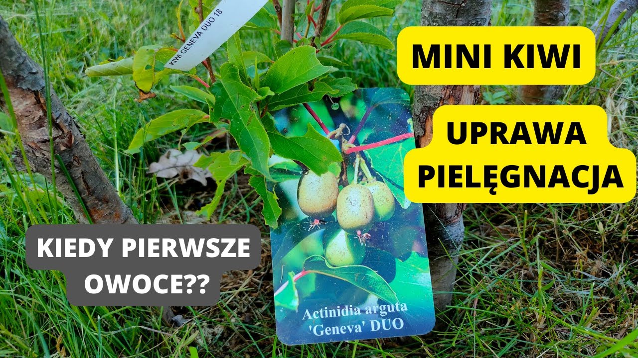 Uprawa mini kiwi w ogrodzie. Kiedy pierwsze owoce? Jak pielęgnować mini kiwi?